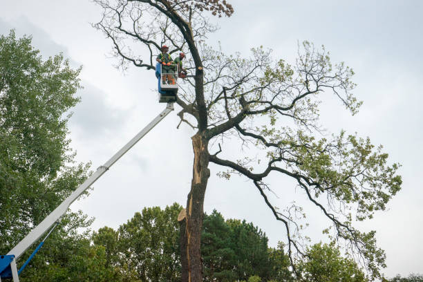 Dead Tree Removal in Idylwood, VA